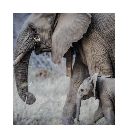 Elephant and baby 2