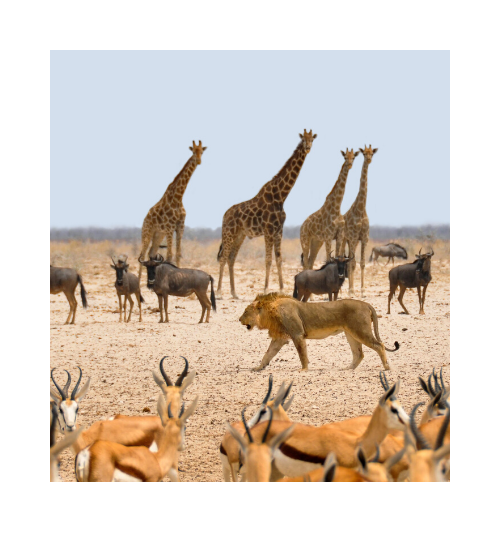 Hwange Animals
